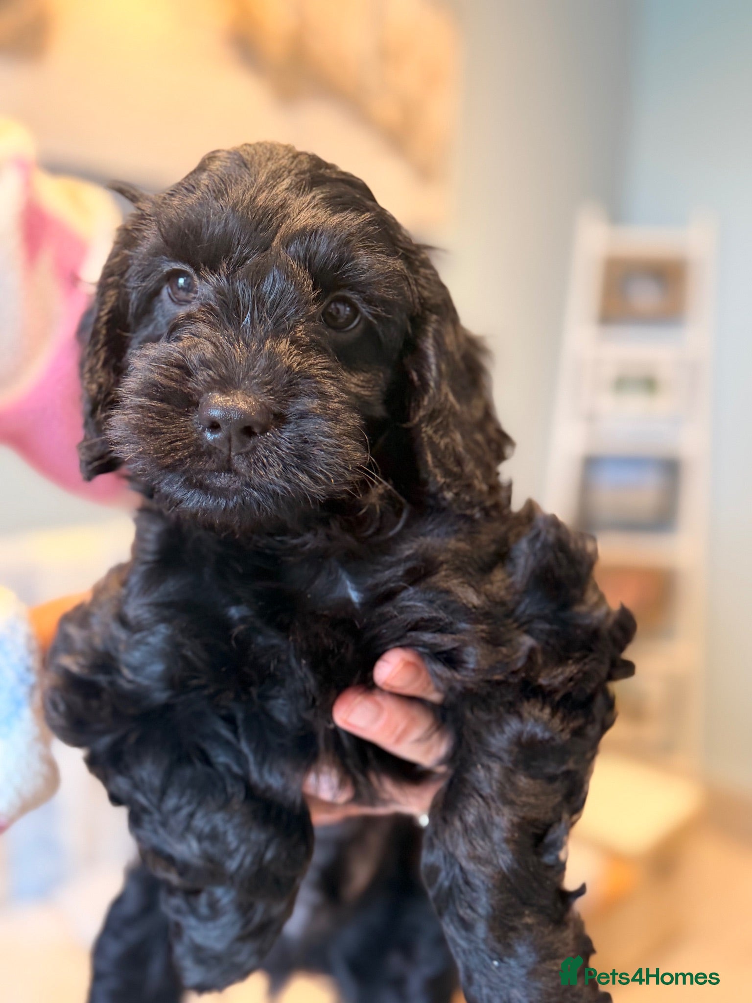 Cockapoo dogs Stunning F1 Cockapoo black male pup for sale  - Advert 2