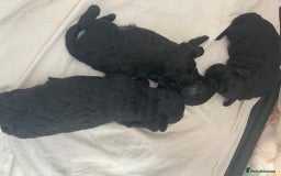 Toy Poodle dogs for sale: Toy poodles - Image 2