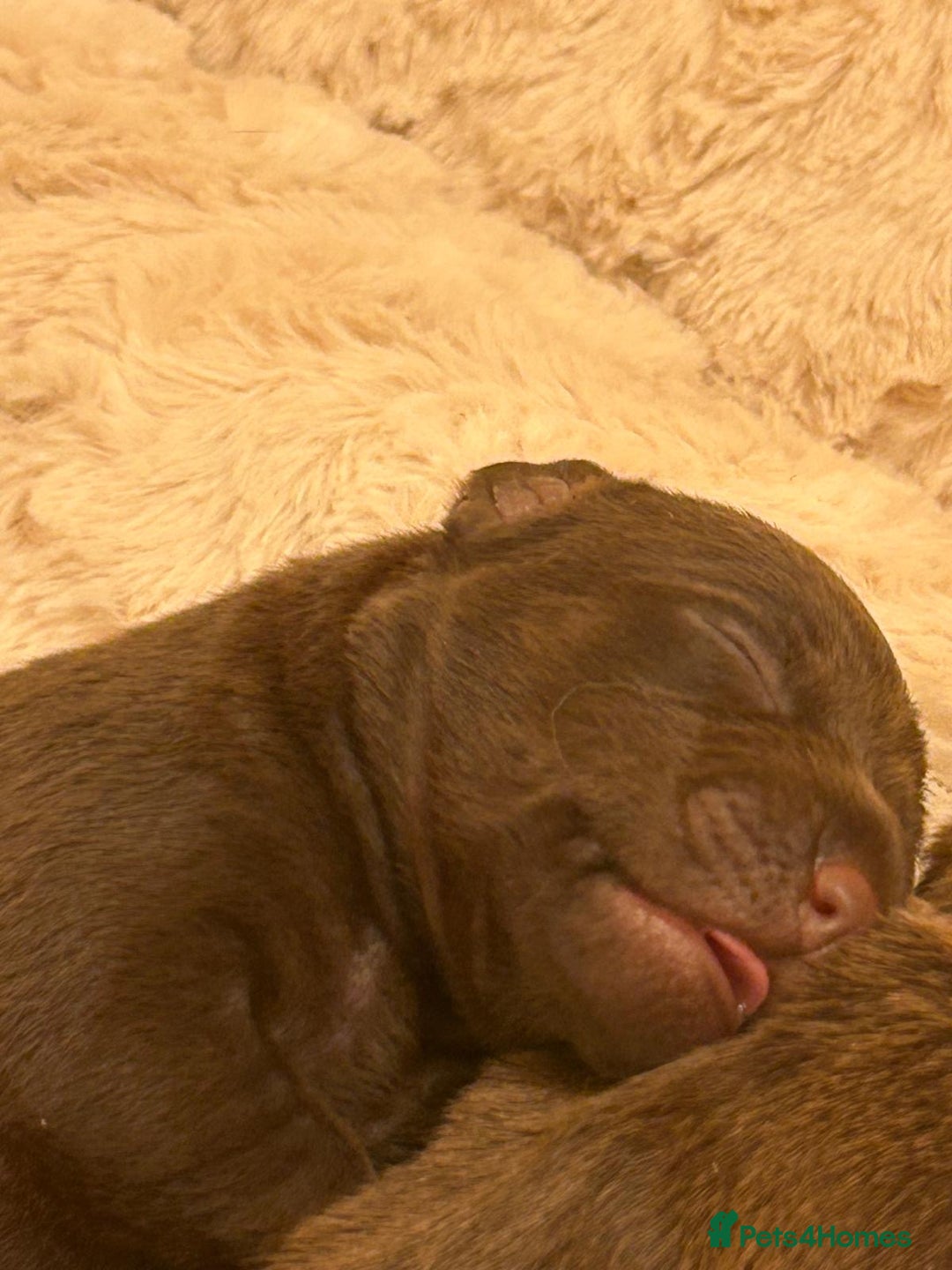 Patterdale Terrier dogs for sale: red patterdale pups  - Advert 16