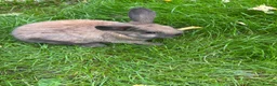 Mini Lop rabbits for sale: Mini lops ready to go - Advert 5