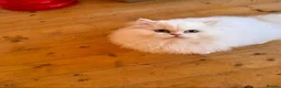 British Longhair cats for sale: Snow White British Longhair | Blue-Eyed Boy - Advert 3