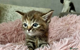 Ragdoll cats for sale: Ragdoll x - Image 8