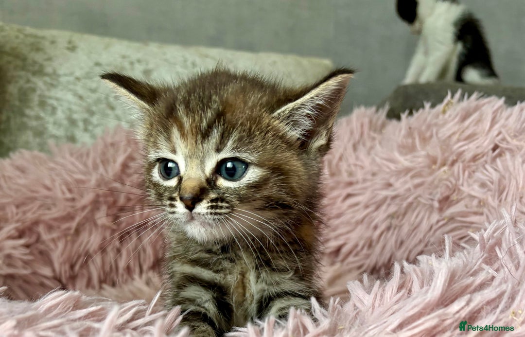 Ragdoll cats for sale: Ragdoll x - Image 8