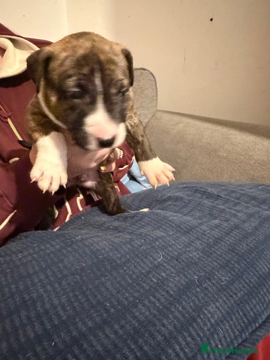 Mixed Breed dogs for sale: Beautiful English Bull Terrier cross Staffy - Advert 2