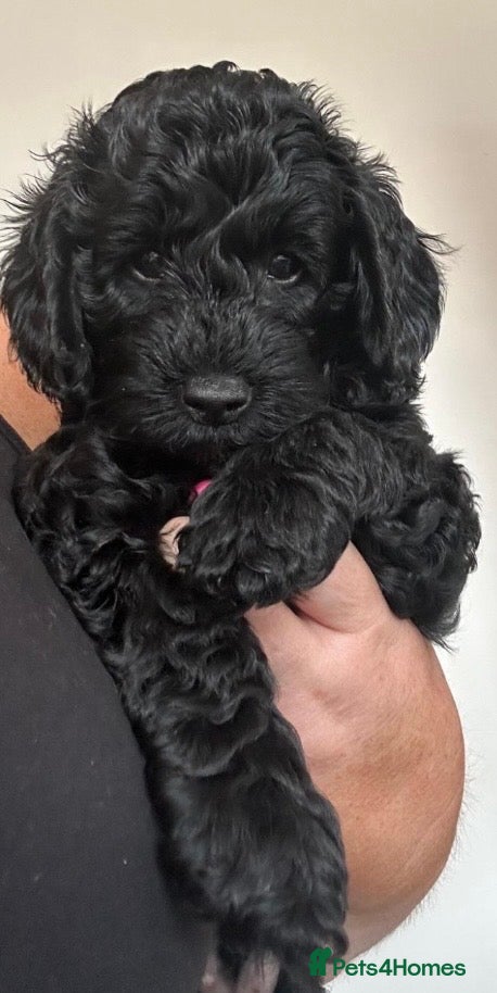 Cavapoo dogs  SUPER Extensively Health tested 280 ALL CLEAR🐾🐶 - Advert 2