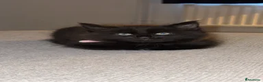Norwegian Forest Cat 1