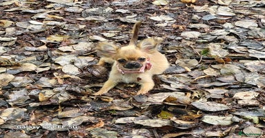 Mixed Breed dogs - Advert 2