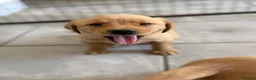 Goldador dogs for sale: GORGEOUS GOLDADORS  - Advert 7
