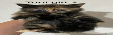 Torti girl 2