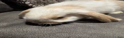 Mini Lop rabbits for sale: Pure Breed Mini Lop Babies  in Hailsham - Advert 25