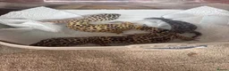 Leopard Gecko reptiles for sale: leopard geckos 1male/1female with exoterra viv in March - Advert 2