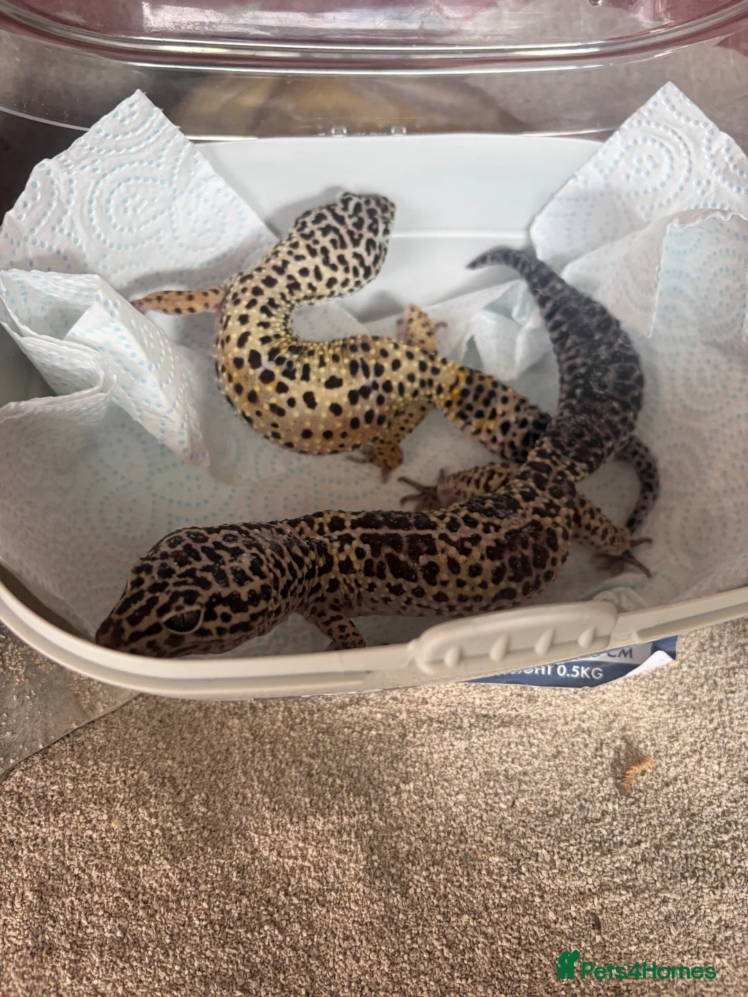 Leopard Gecko reptiles for sale: leopard geckos 1male/1female with exoterra viv in March - Advert 2