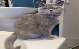 Mixed Breed cats for sale: Bsh x maincoon kittens - Advert 1