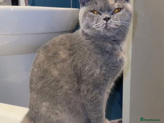 Mixed Breed cats Bsh x maincoon kittens - Advert 2