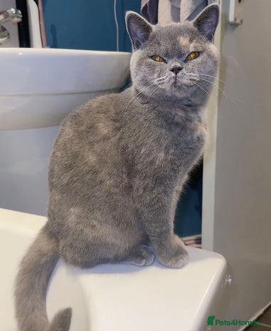 Mixed Breed cats Bsh x maincoon kittens - Advert 1