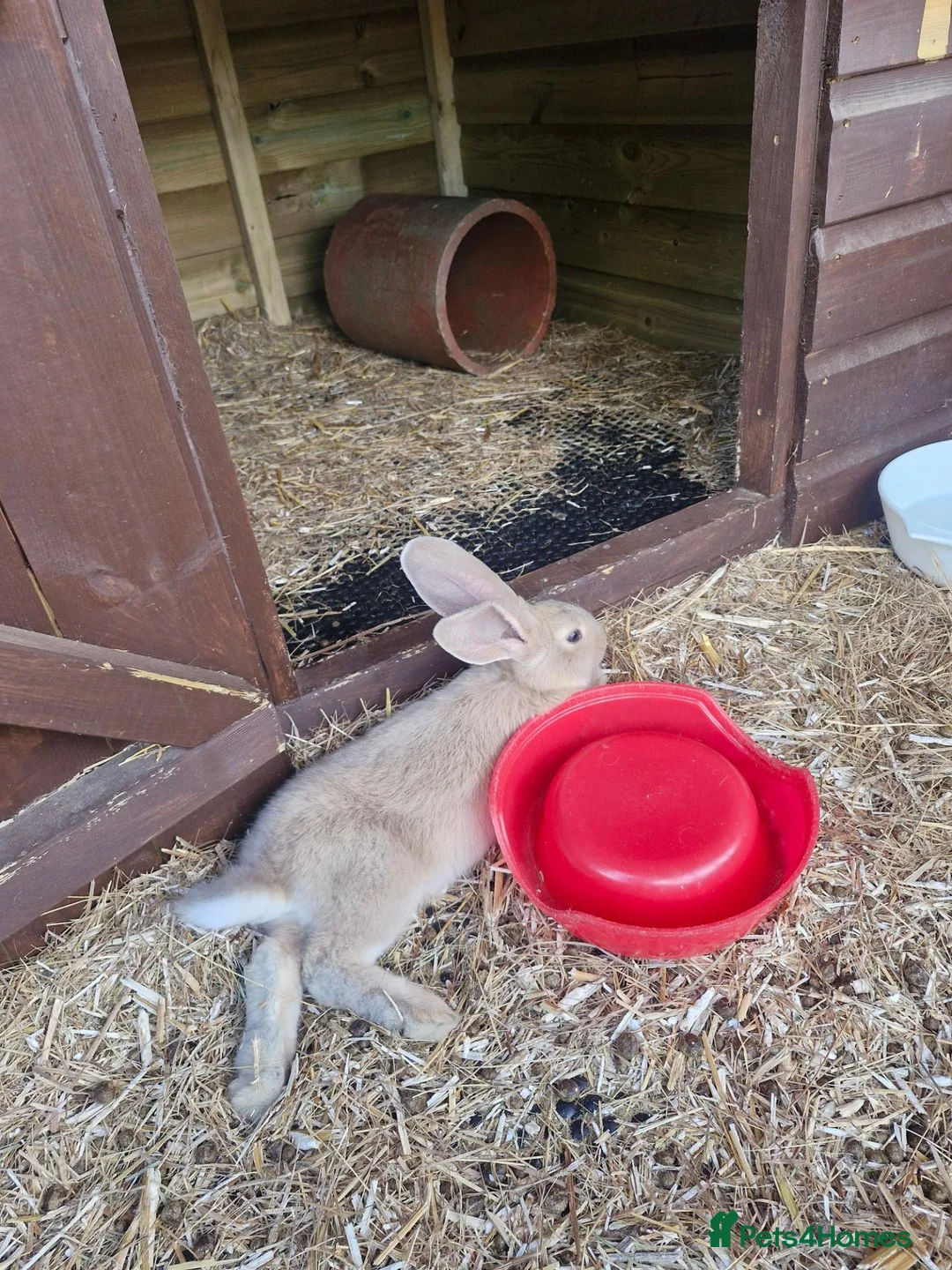 Continental Giant rabbits for sale: One female giant - Advert 1