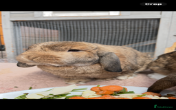 Mini Lop rabbits for sale: 3 Beautiful Mini Lops  - Image 2