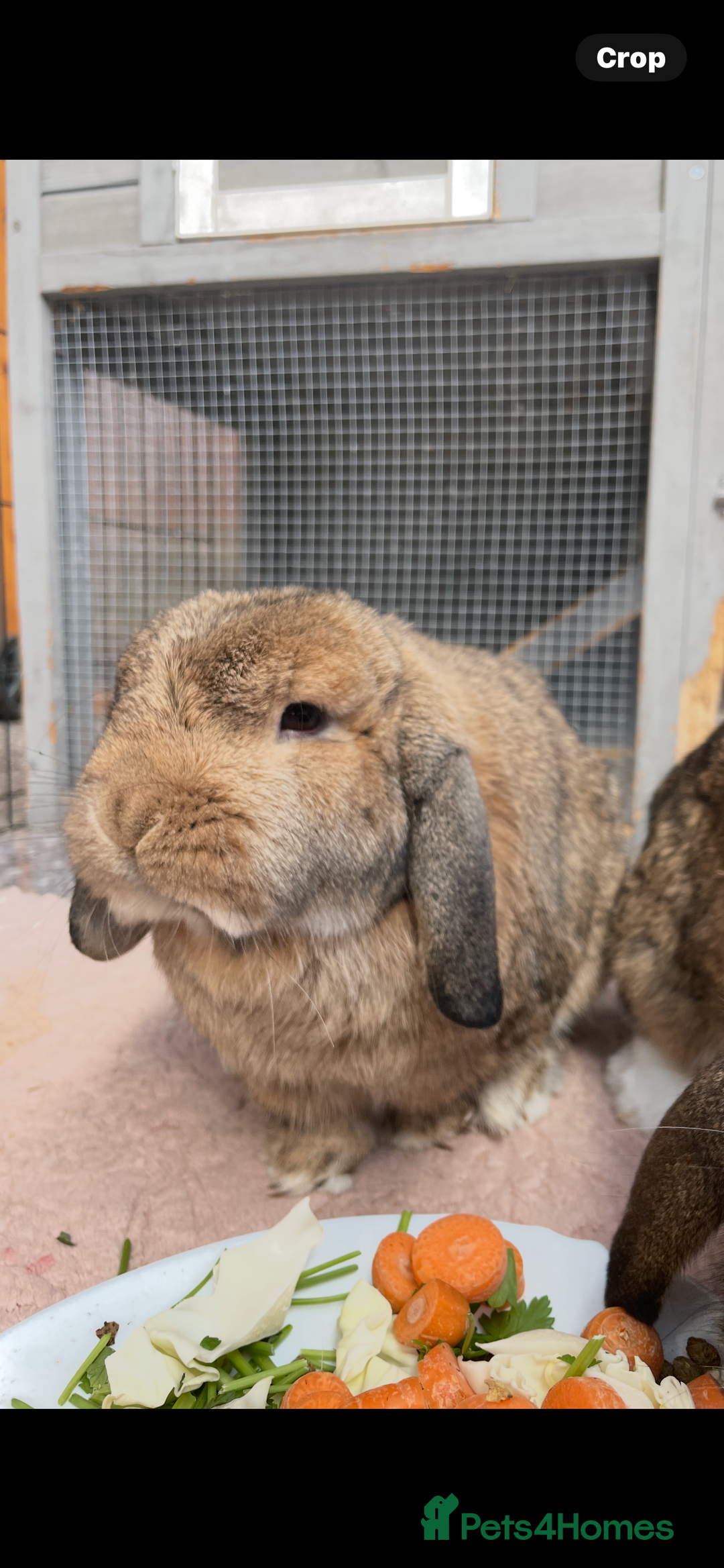 Mini Lop rabbits for sale: 3 Beautiful Mini Lops  - Image 2