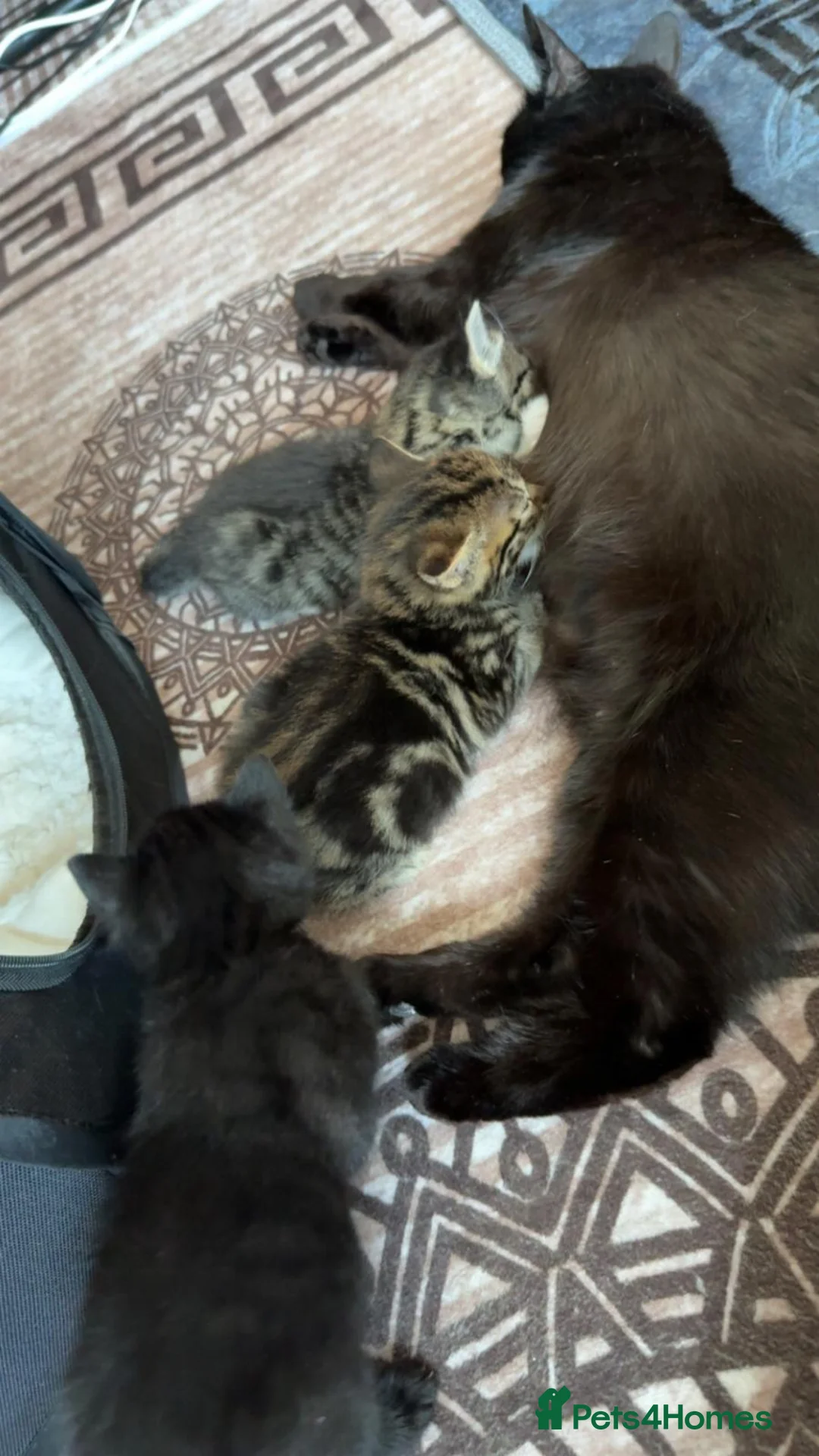Domestic Shorthair cats for sale: 3 beautiful kittens for sale in Bradford - Advert 2