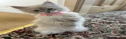 Siberian cats for sale: 💖 Home Raised Fluffy Siberian Kittens  - Advert 2