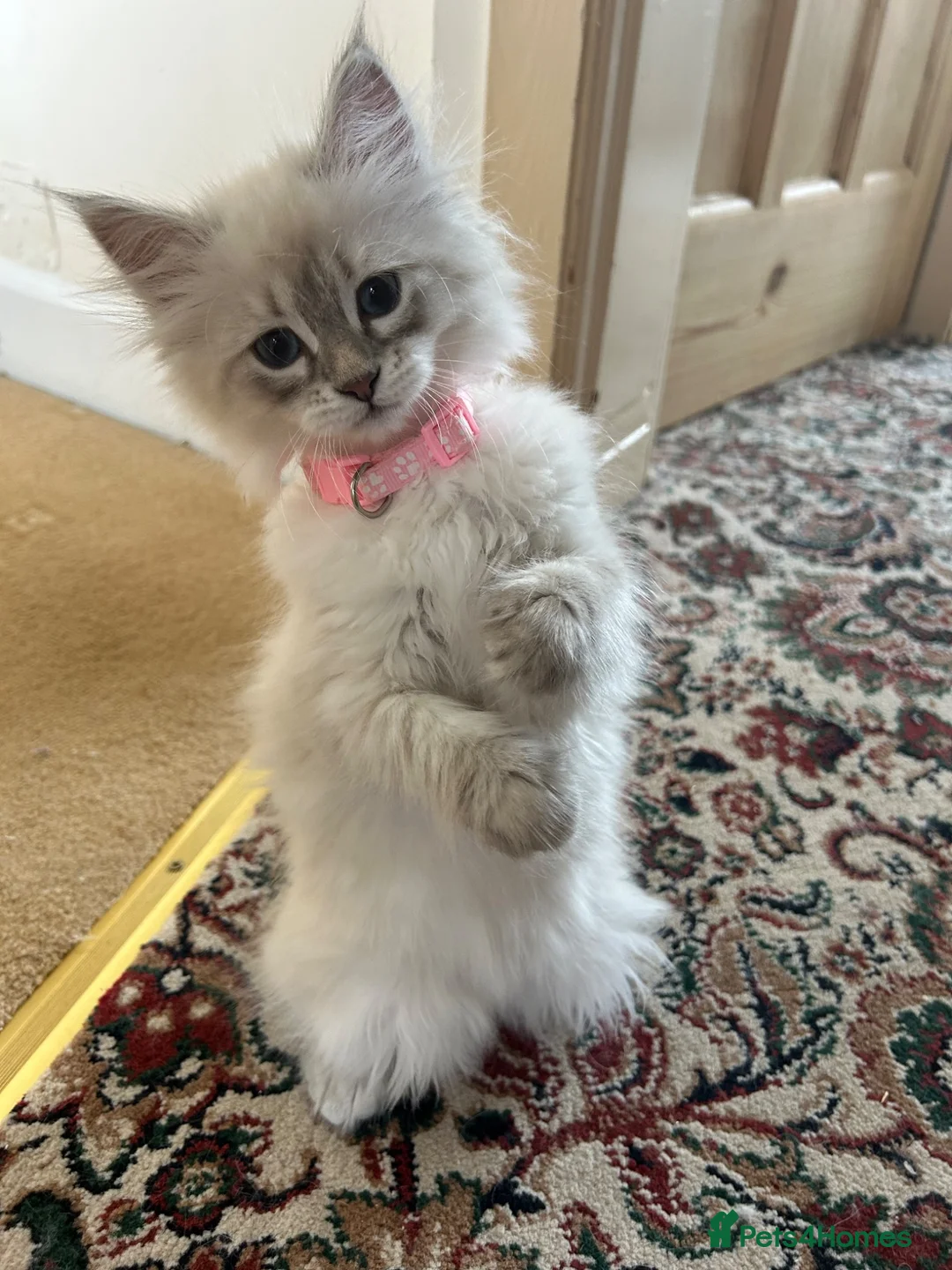 Siberian cats for sale: 💖 Home Raised Fluffy Siberian Kittens  - Advert 2