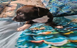 Staffordshire Bull Terrier dogs for sale: RARE CLASSIC MARKINGS - Image 4