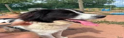 Mixed Breed dogs for adoption: Meet Sid, currently residing in Cheshire  - Advert 9