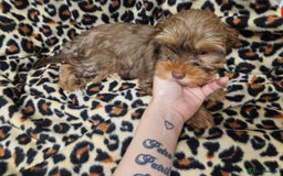 Yorkshire Terrier dogs for sale: 🧡 DNA tested parents 🤎 Chocolate Red boy  - Advert 9