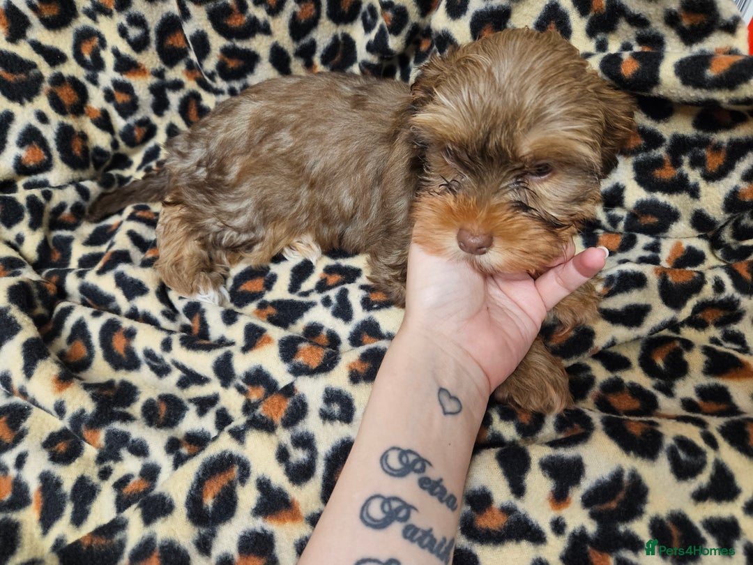 Yorkshire Terrier dogs for sale: 🧡 DNA tested parents 🤎 Chocolate Red boy  - Advert 9