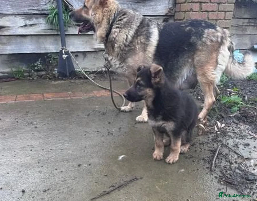 German Shepherd dogs for sale: German Shepherd pups available - Advert 3
