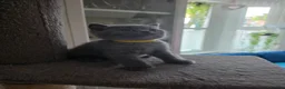British Shorthair cats for sale: British Shorthair Kittens Looking for Loving Homes - Advert 6