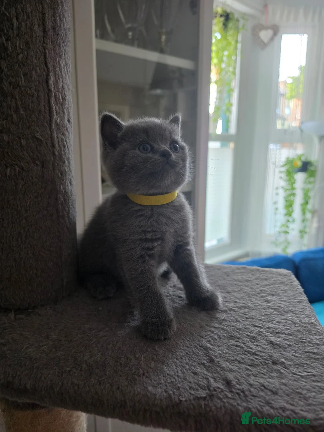 British Shorthair cats for sale: British Shorthair Kittens Looking for Loving Homes - Advert 6
