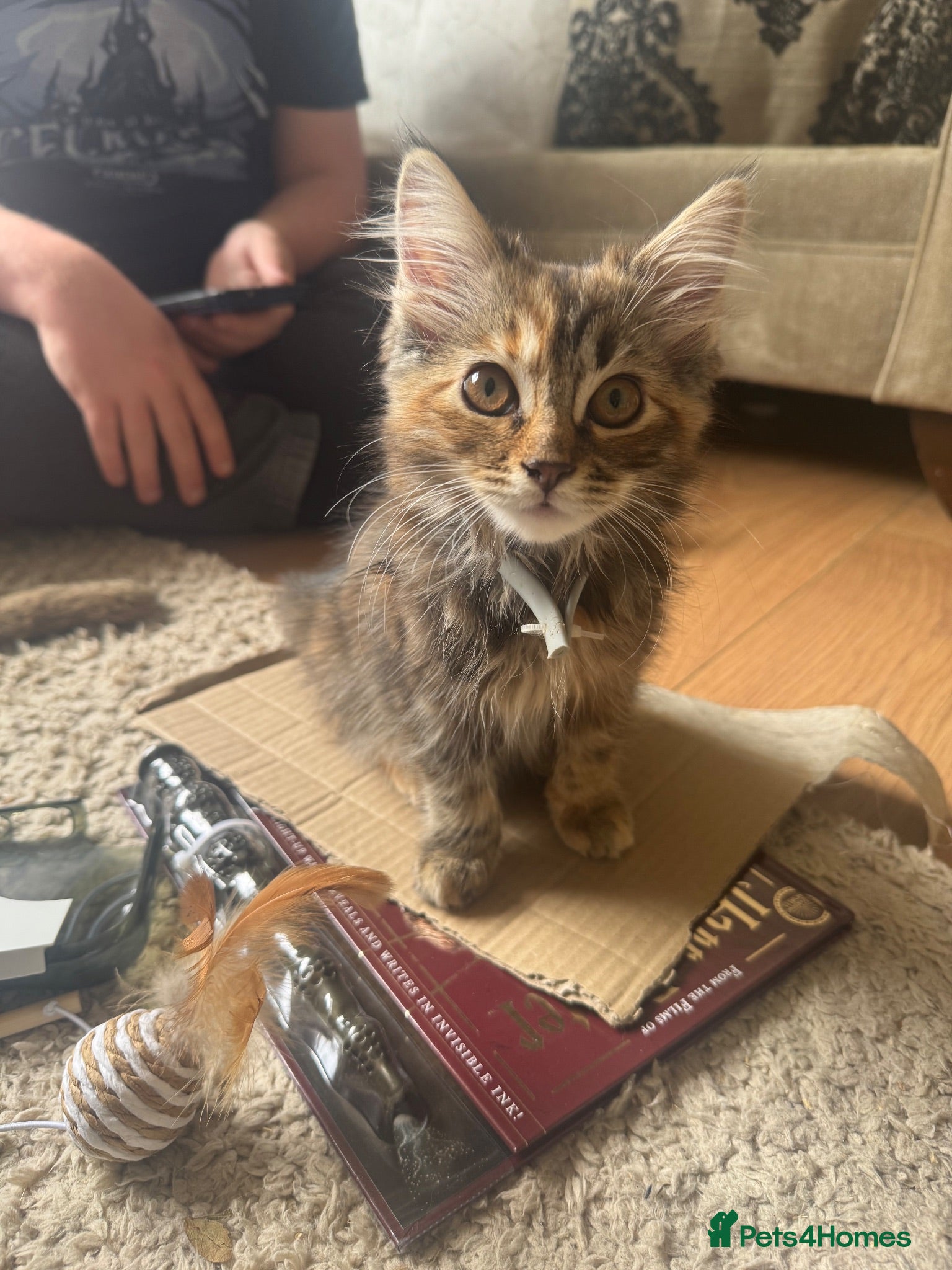 Ragdoll cats Half ragdoll female kitten last one. - Advert 17