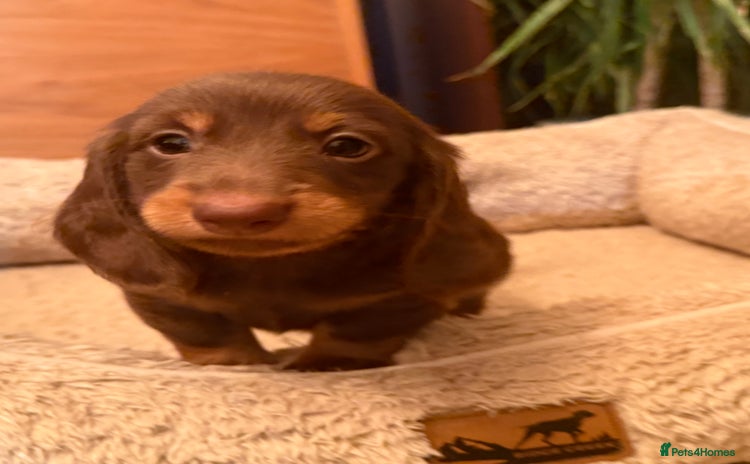 Miniature Dachshund dogs Miniature Dachshund chocolate and Tan long-hair - Advert 5