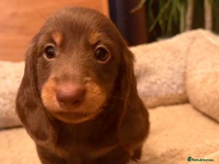 Miniature Dachshund dogs Miniature Dachshund chocolate and Tan long-hair - Advert 1