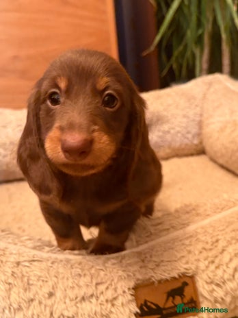 Miniature Dachshund dogs Miniature Dachshund chocolate and Tan long-hair - Advert 2