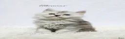 Maine Coon cats for sale: Beautiful Maine Coon kittens ( polydactyl)  - Advert 21