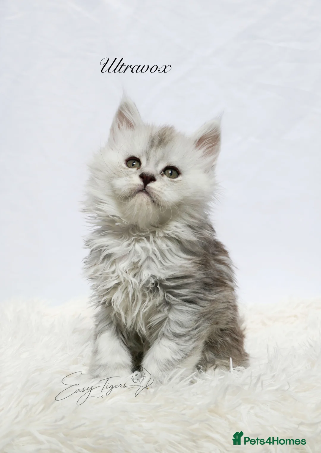 Maine Coon cats for sale: Beautiful Maine Coon kittens ( polydactyl)  - Advert 21