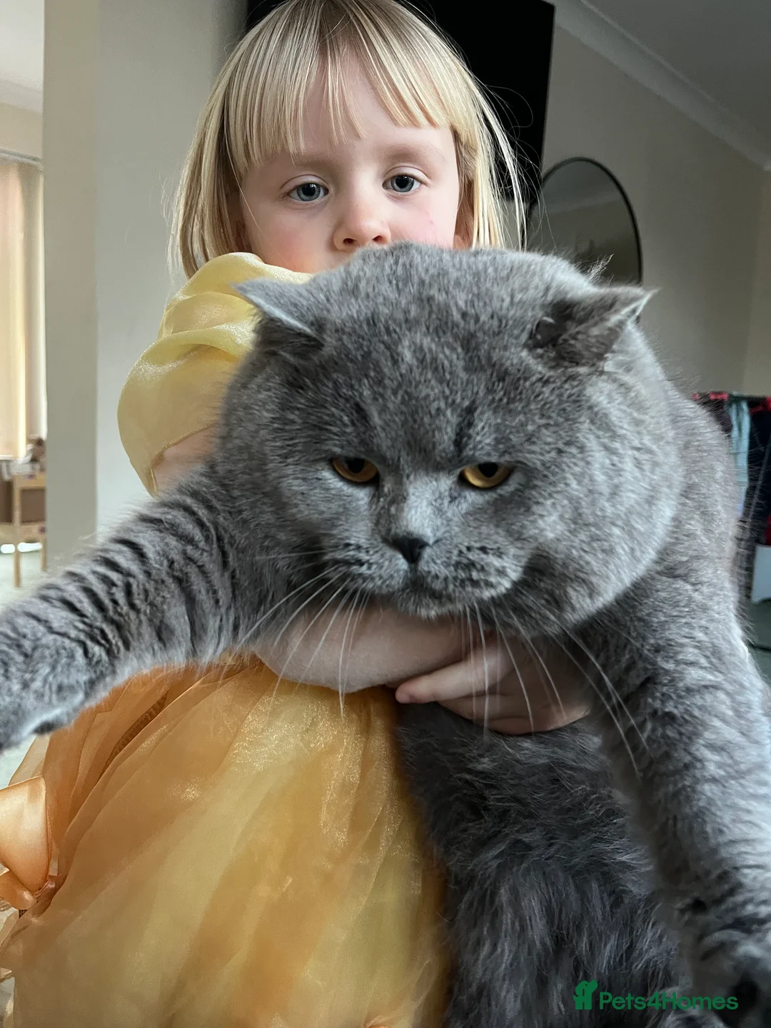 British Shorthair cats for stud: British Shorthair Fluffy Stud  in Colchester - Advert 2