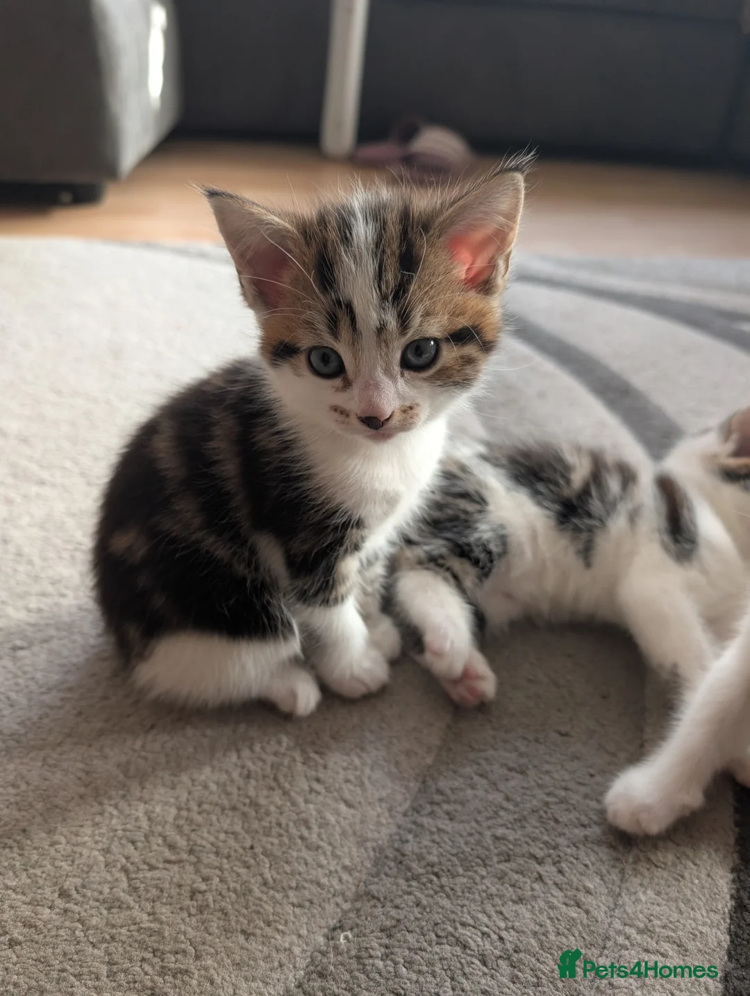 Mixed Breed cats for sale: Beautiful kittens  in Southampton - Advert 3