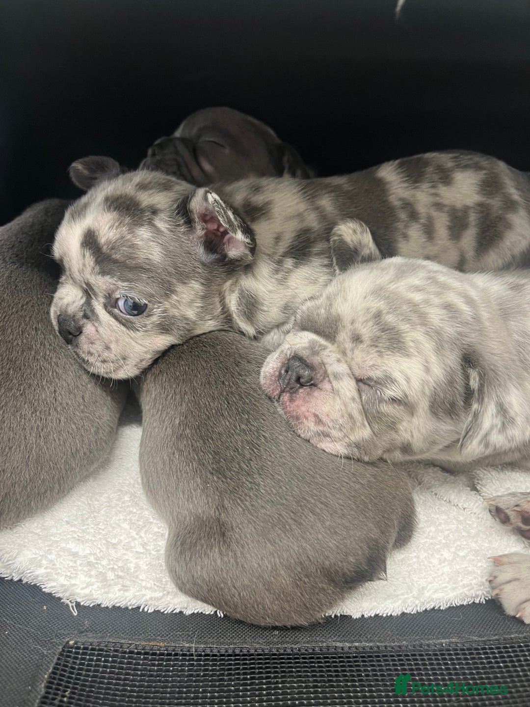 French Bulldog dogs for sale: Lilac carrying fluffy  - Advert 8