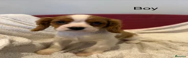 Cavalier King Charles Spaniel Puppy 1