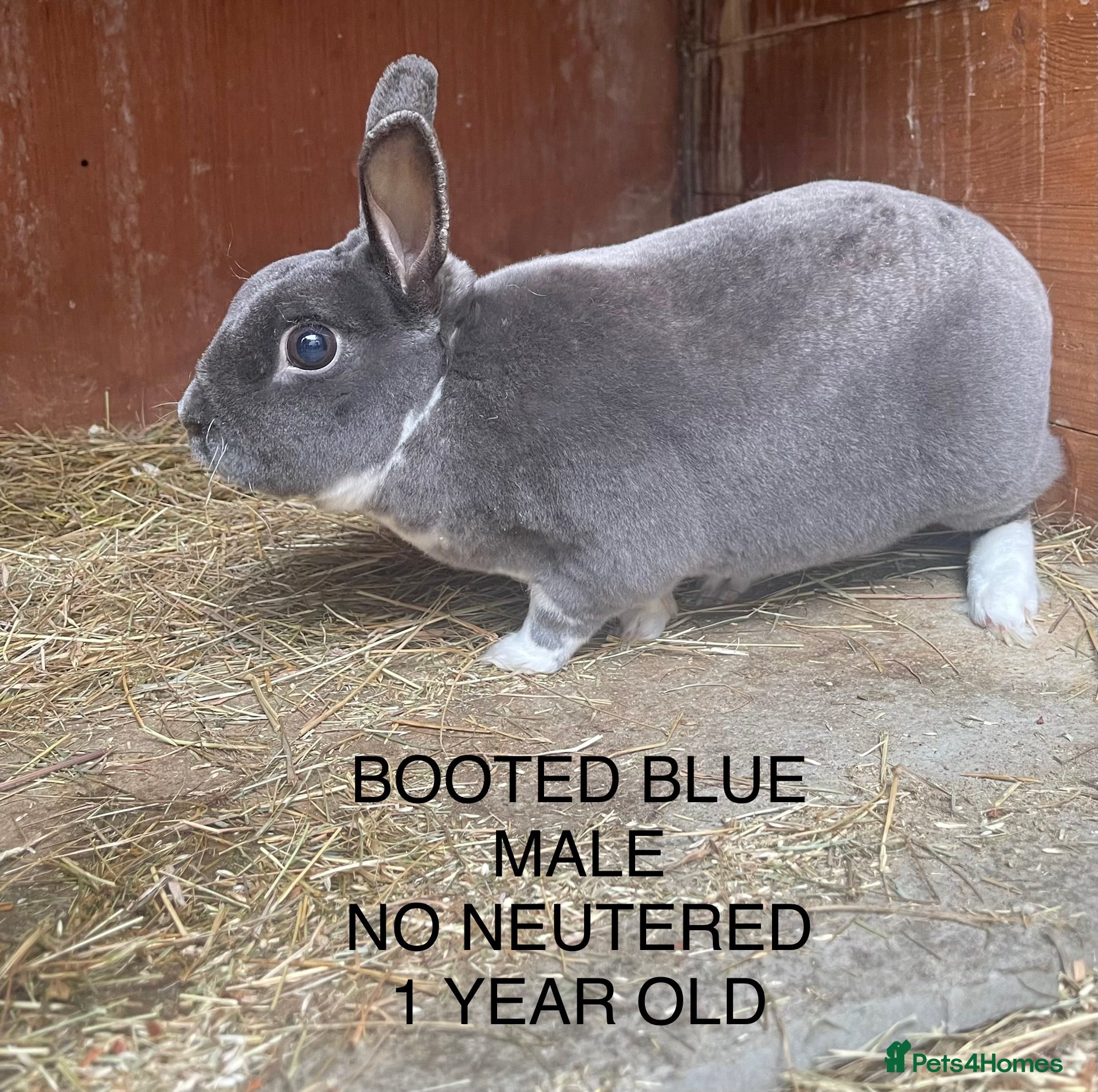 Rex rabbits Gorgeous Mini Rexes - boys and girls - Advert 2