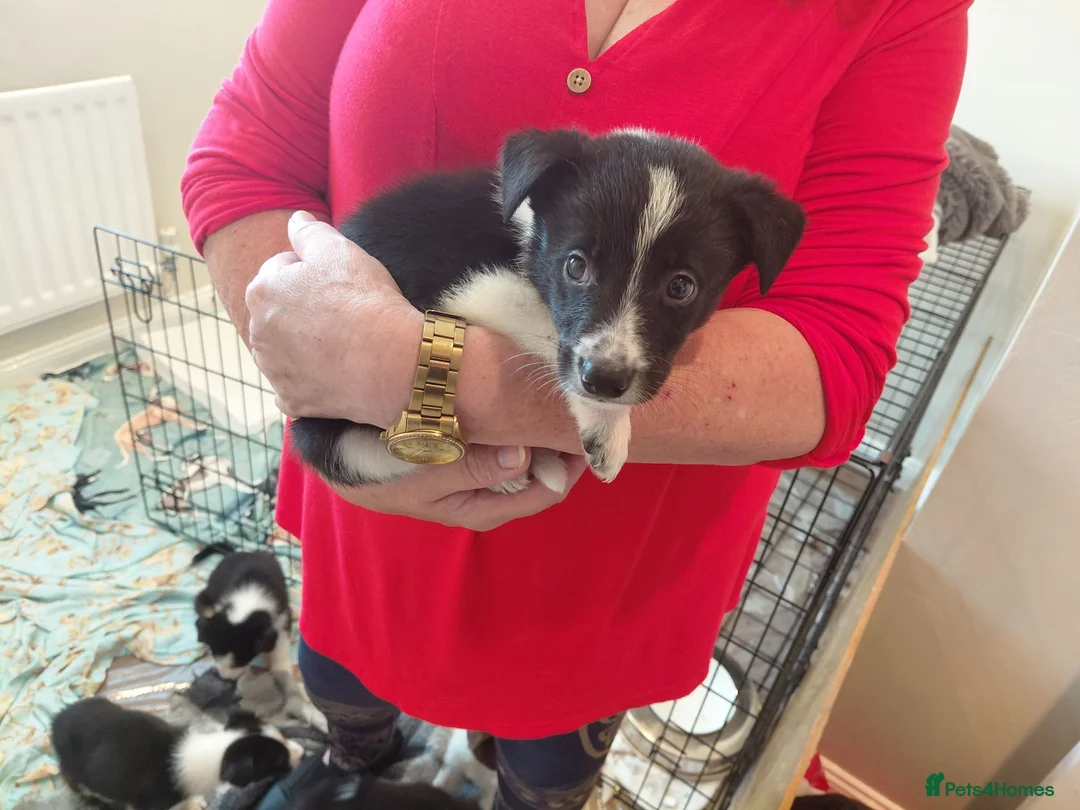 Mixed Breed dogs for sale: 2 girls 6 boys all doing great! - Advert 2