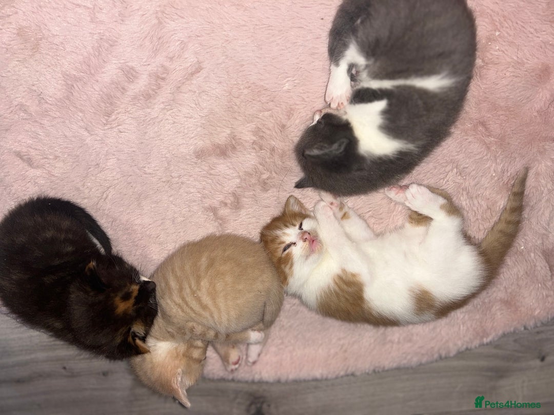 British Shorthair cats for sale: Four Adorable Kittens 🤍 - Advert 16