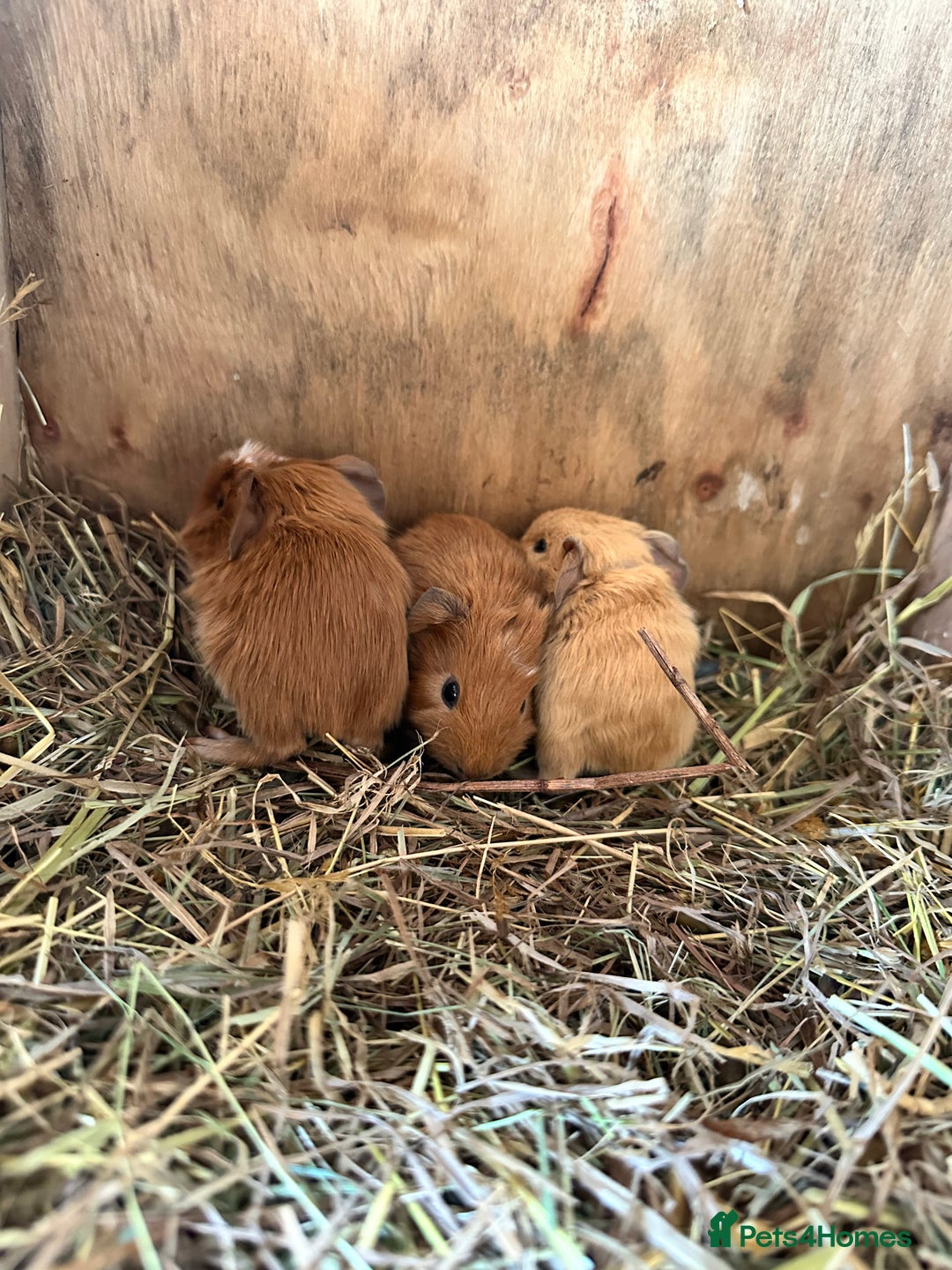 Guinea Pig rodents for sale: 3 Pups for sale - 2 boars, 1 sow - Advert 2