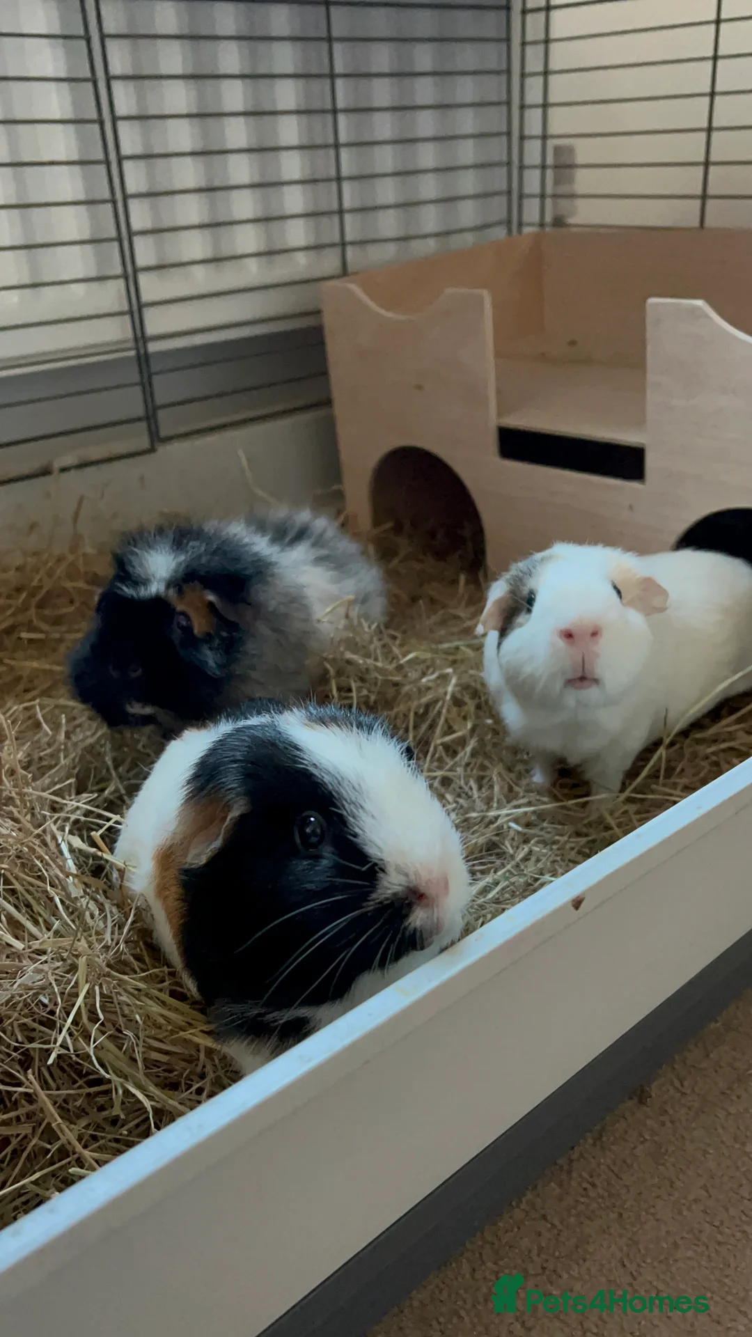 Guinea Pig rodents for sale: 4 x Guinea pigs  - Advert 2