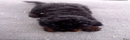 Cockapoo dogs for sale:  cockerpoo licensed breeder  - Advert 7