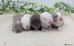 Mini Lop rabbits for sale: Mini lops waiting list open  - Image 2