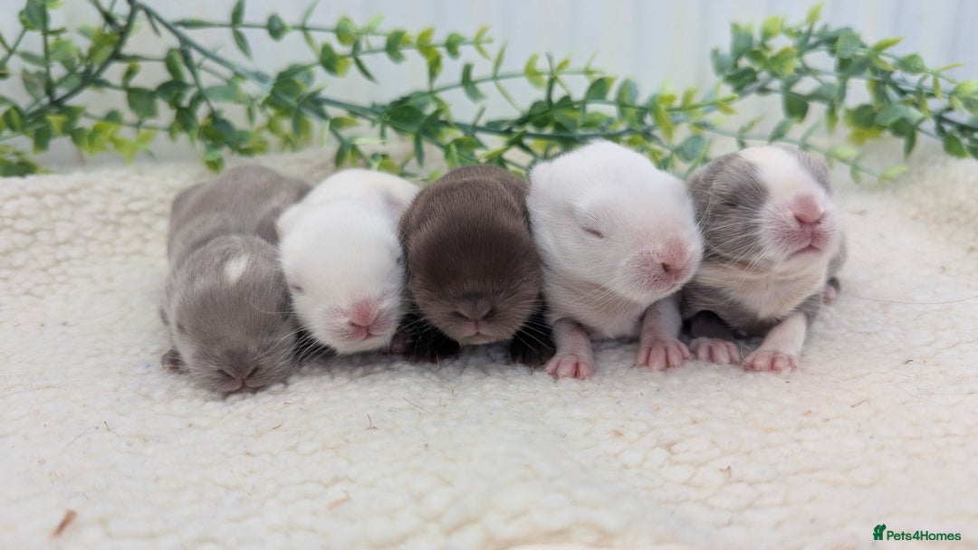 Mini Lop rabbits for sale: Mini lops waiting list open  - Image 2